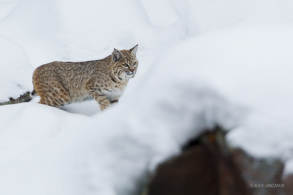 BCWR00183 - Bobcat