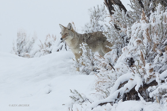 CEWR01750 - Coyote