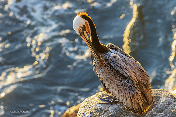 SDBP00539 - Brown Pelican