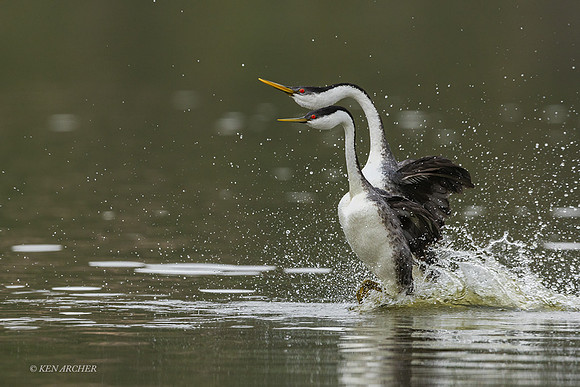 SDWG00417 - Western Grebe