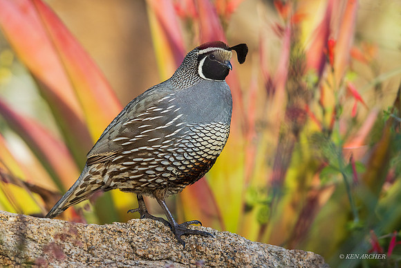 SDCQ00050 - California Quail