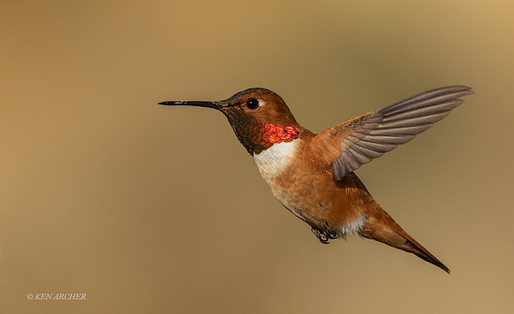 SDRH00021 - Allen's Hummingbird