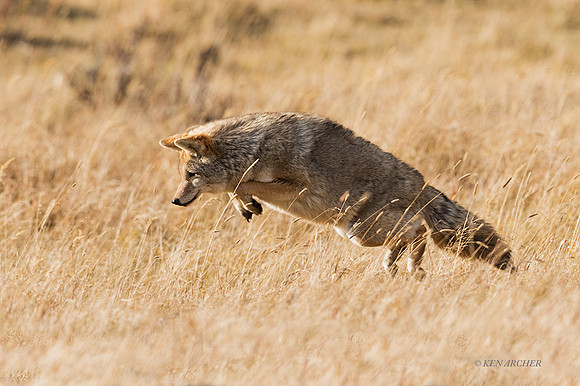 CEF00339 - Coyote