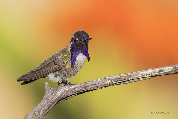 SDCH00135 - Costa's Hummingbird