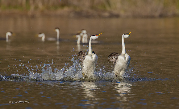 SDCG00069 - Clark's Grebe