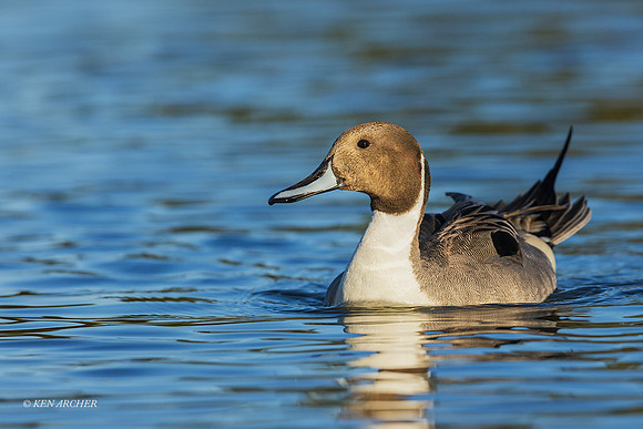 SDNP00009 - Northern Pintail