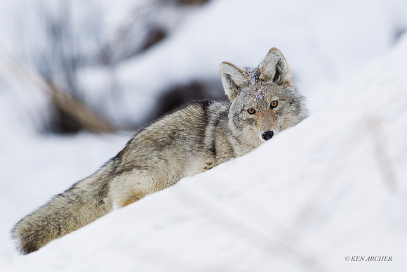 CEWR00899 - Coyote