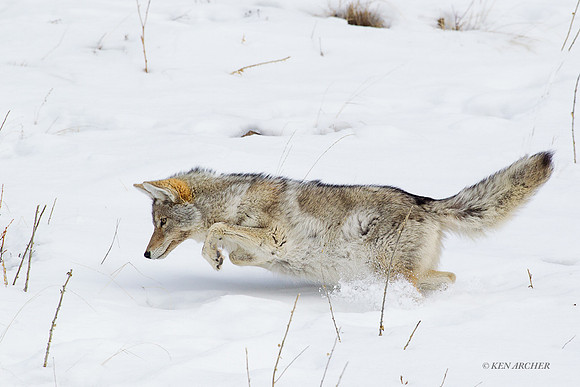 CEWR01085 - Coyote