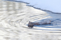 BCWR00289 - Bobcat