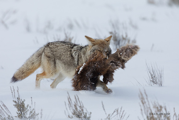 CEWR02079 - Coyote