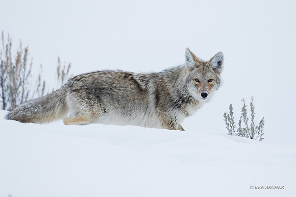 CEWR01397 - Coyote