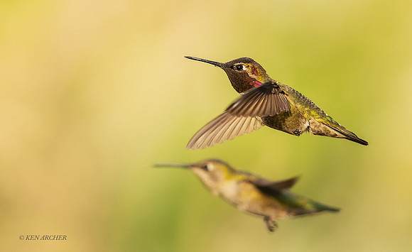 SDAH00150 - Anna's Hummingbird