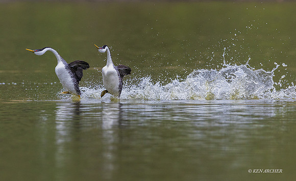 SDWG00434 - Western Grebe