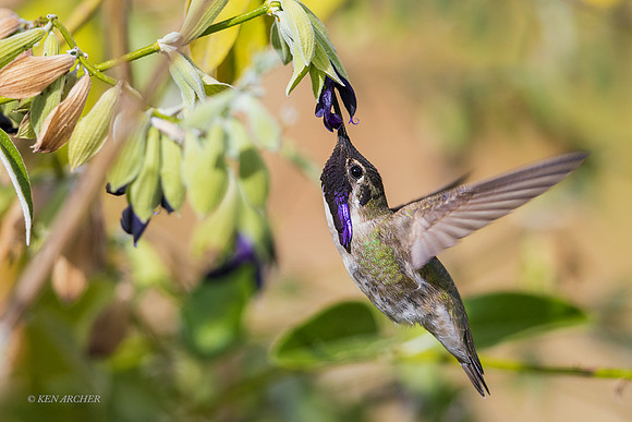 SDCH00355 - Costa's Hummingbird