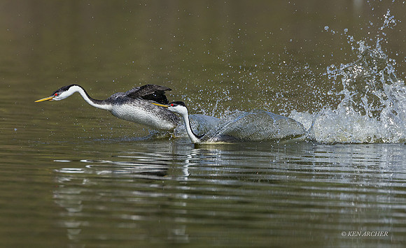 SDWG00323 - Western Grebe