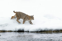 BCWR00139 - Bobcat