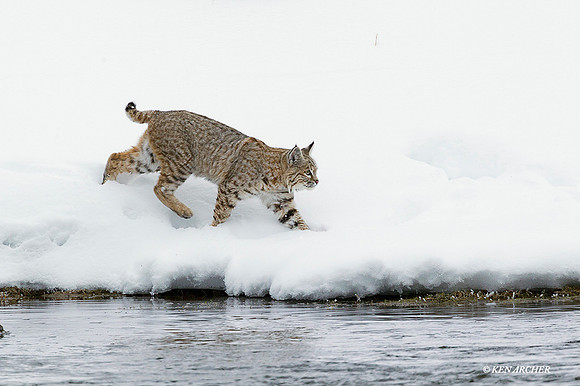 BCWR00139 - Bobcat