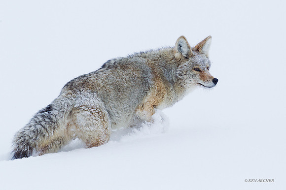 CEWR00485 - Coyote