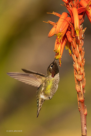 SDAH00131 - Anna's Hummingbird