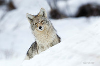 CEWR00923 - Coyote