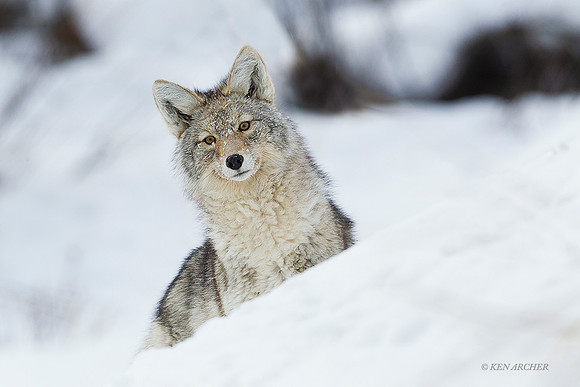 CEWR00923 - Coyote