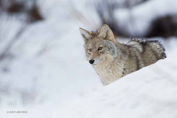 CEWR00940 - Coyote