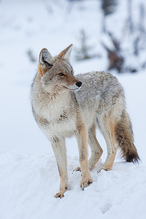 CEWR00010 Coyote