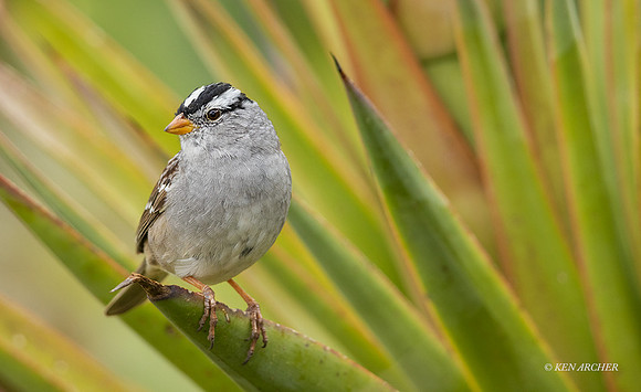 SDWC00002 - White-crowned Sparrow