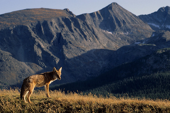 CE435170-Coyote,-alpine-country