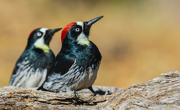 SDAW00167 - Acorn Woodpecker