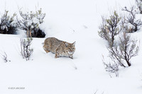 BCWR00083 - Bobcat