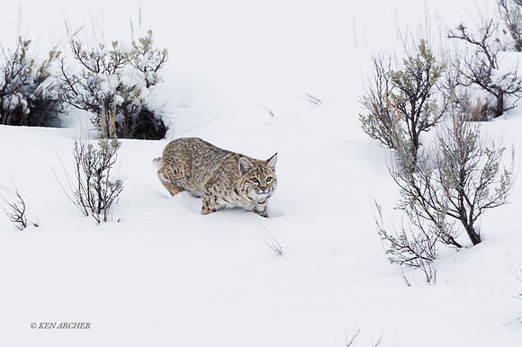 BCWR00083 - Bobcat