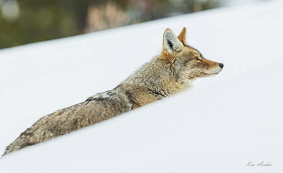 CEWR02937 - Coyote