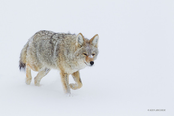 CEWR00544 - Coyote
