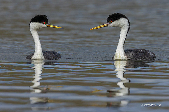 SDWG00224 - Western Grebe