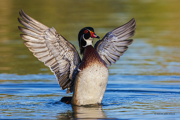 SDWD00107 - Woodduck