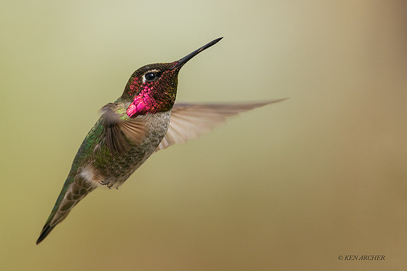 SDAH00064 - Anna's Hummingbird