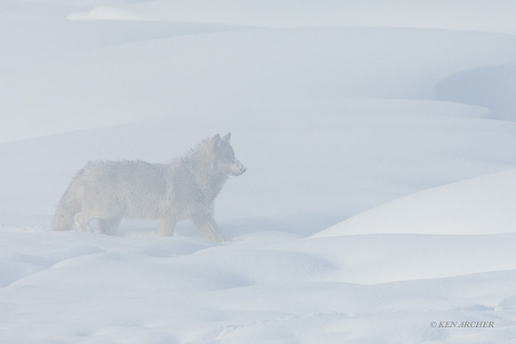 GW01652 - Gray Wolf