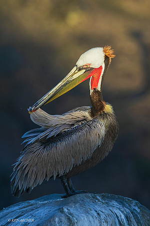 SDBP00620 - Brown Pelican