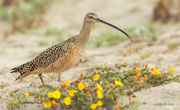 SDCW00191 - Long-billed Curlew