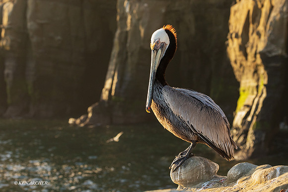 SDBP00239 - Brown Pelican