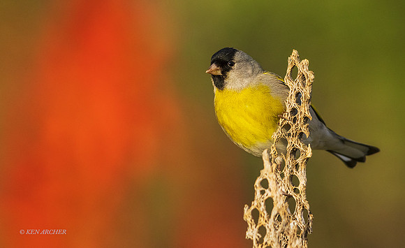 SDLG00338 - Lawrence's Goldfinch