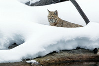 BCWR00012 - Bobcat