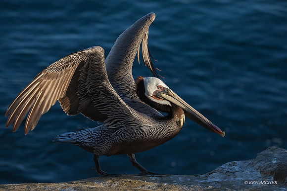 SDBP00055 - Brown Pelican