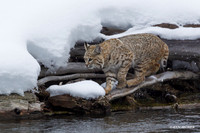 BCWR00219 - Bobcat