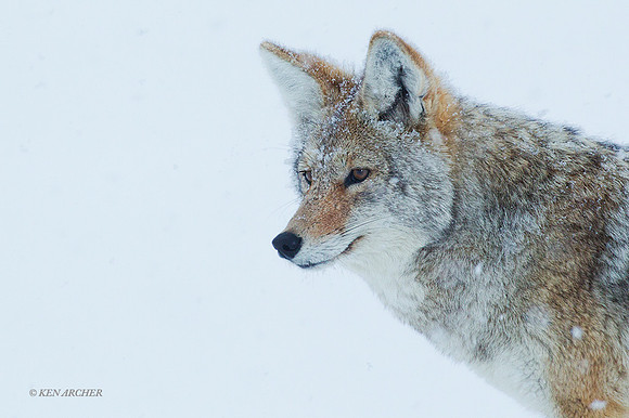CEWR01167 - Coyote
