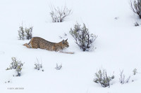 BCWR00074 - Bobcat