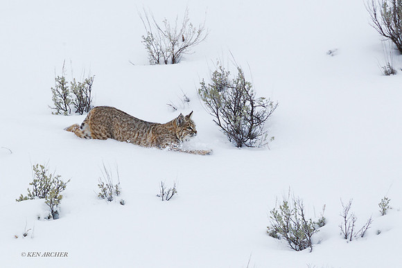 BCWR00074 - Bobcat