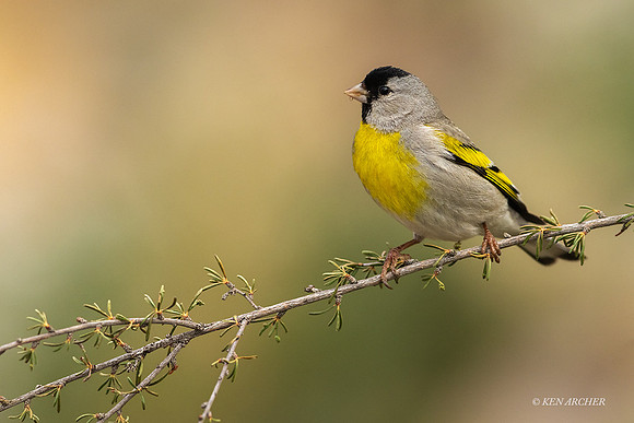 SDLG00192 - Lawrence's Goldfinch