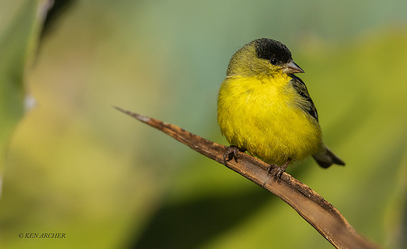 SDLR00396 - Lesser Goldfinch